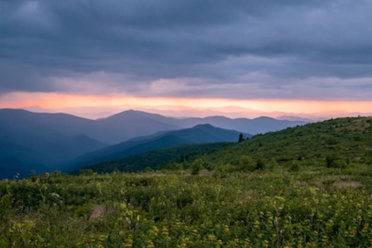 black balsam knob