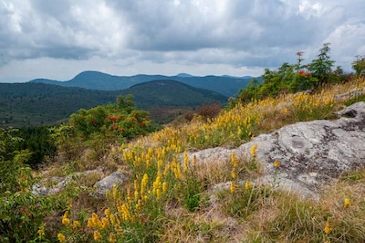 pisgah national forest