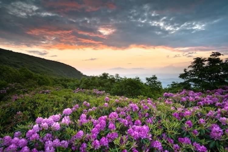 wildflower hikes in north carolina
