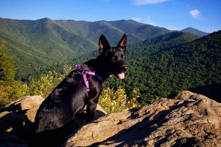 dog friendly hikes in asheville
