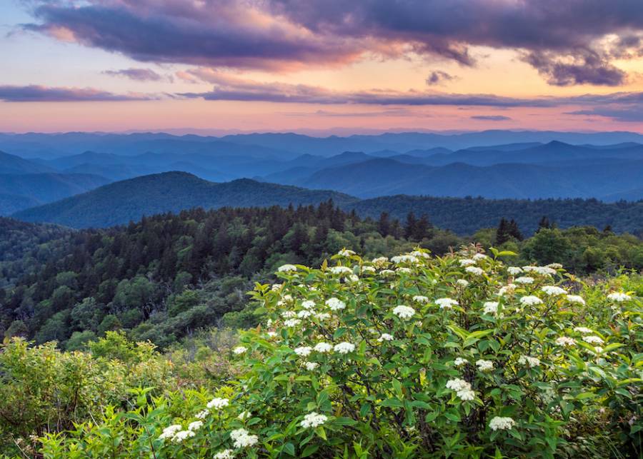 asheville wildflowers in spring