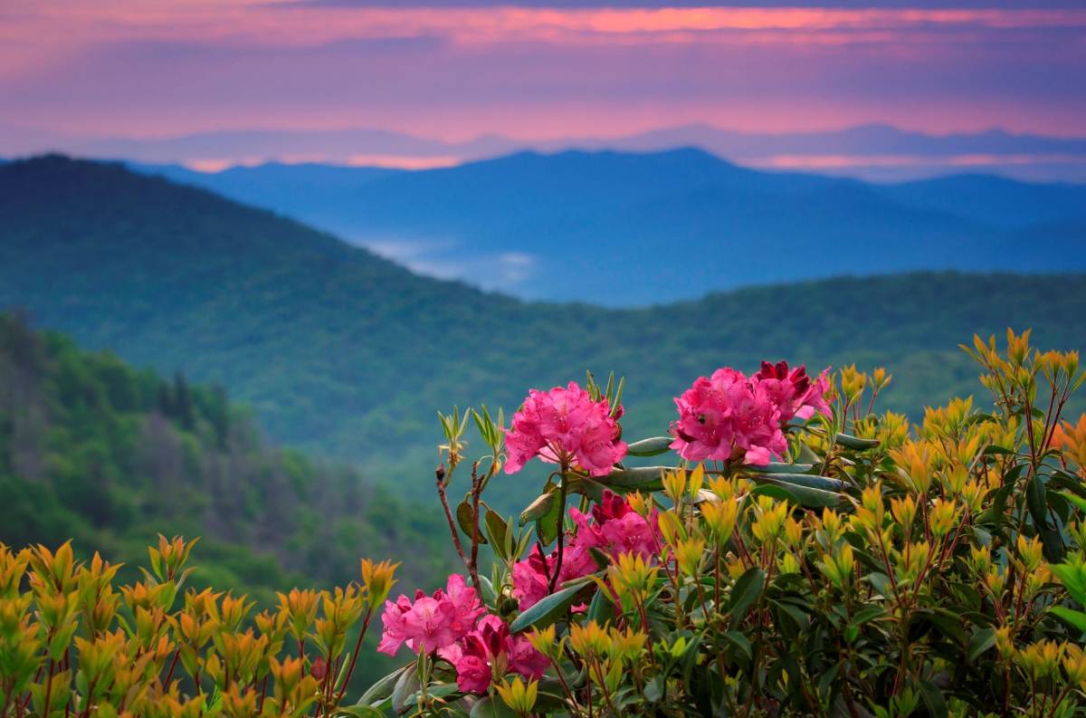 North Carolina Wildflower Week - North Carolina Botanical Garden