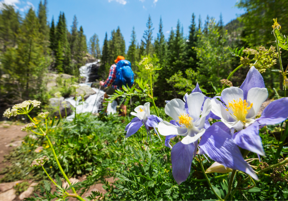 Top 5 Asheville Hikes to Help You "Spring" Forward Greybeard Rentals