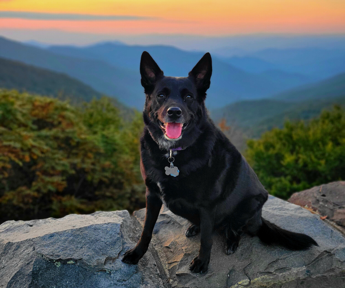 Happy Tails in Dog Friendly Asheville Greybeard Rentals