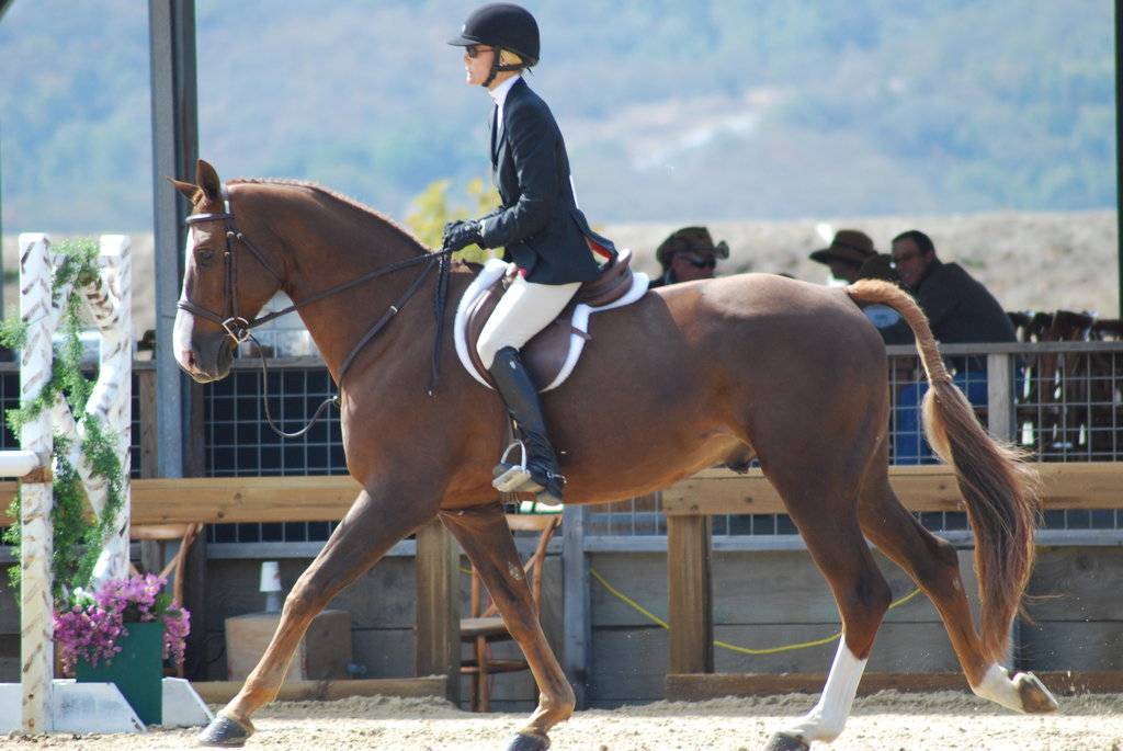 Tryon International Equestrian Center Greybeard Rentals