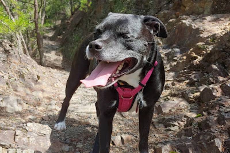 hiking pup asheville