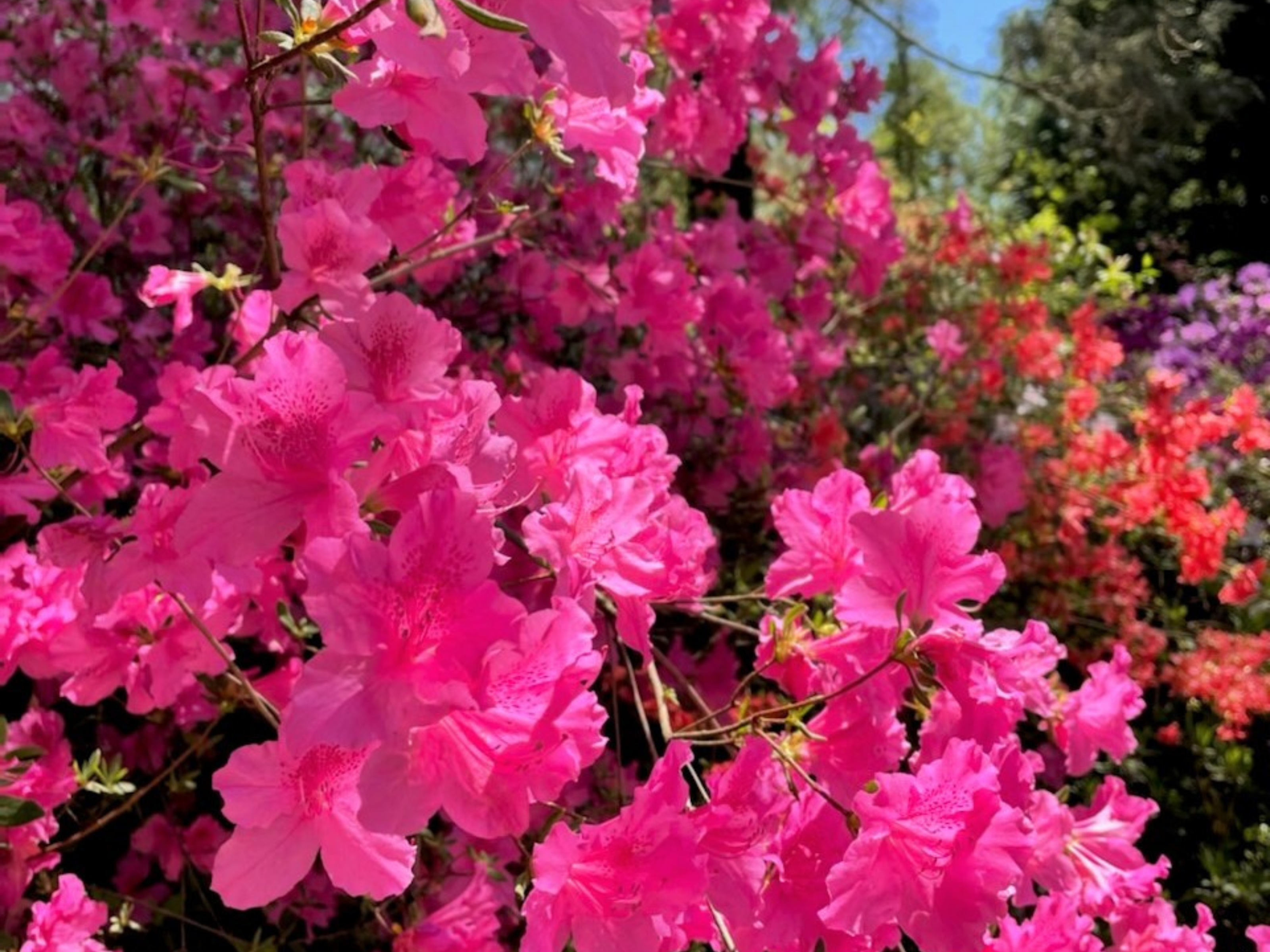Azalea Garden at Biltmore Estate