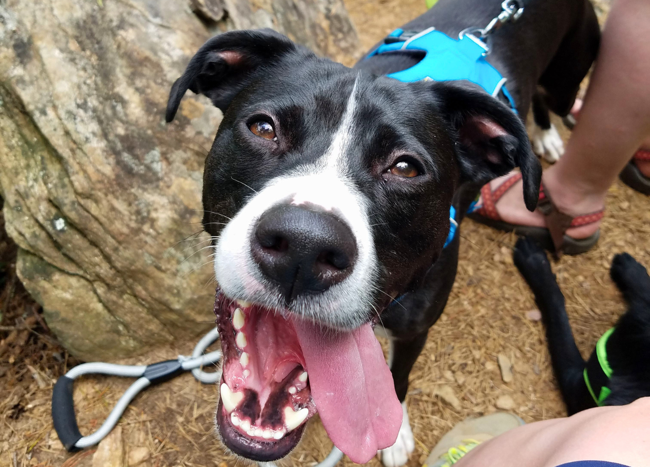 asheville dog friendly hike