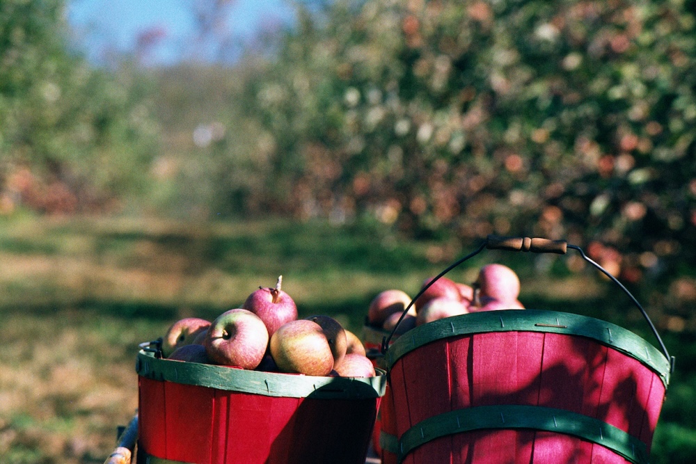 apple picking in asheville