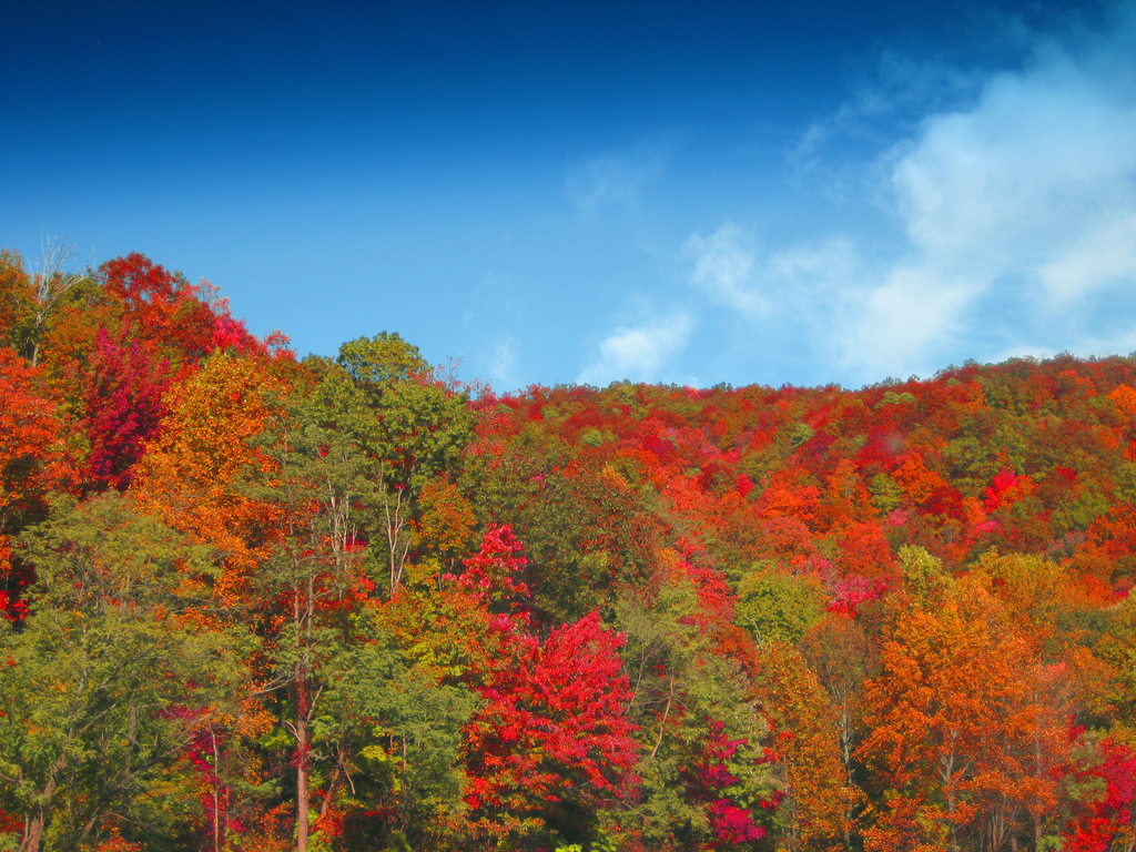 Asheville Autumn Colors