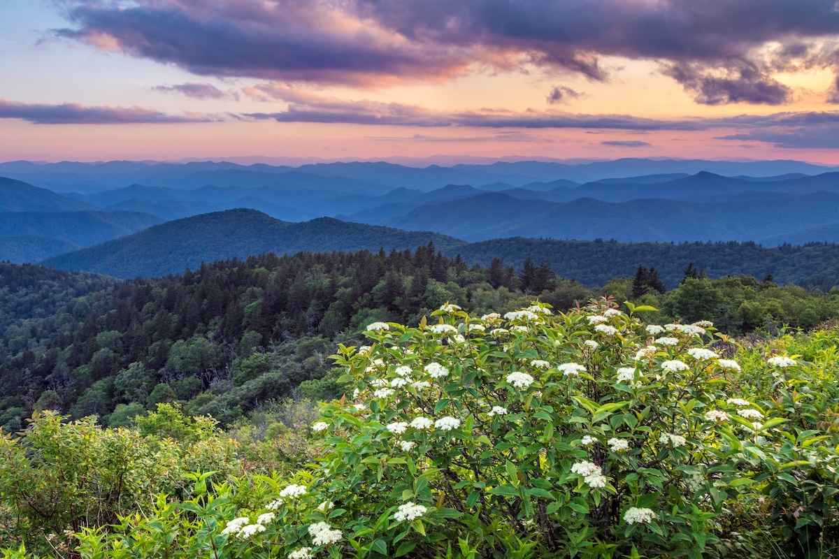 asheville wildflower hike