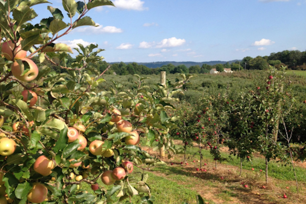 justus apple orchard