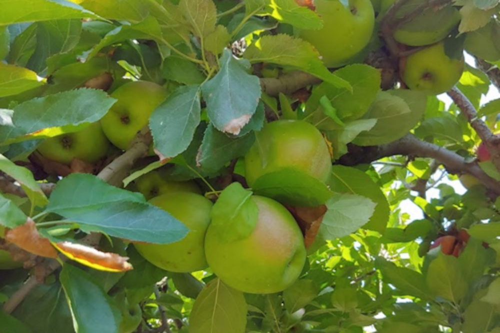 western north carolina apples